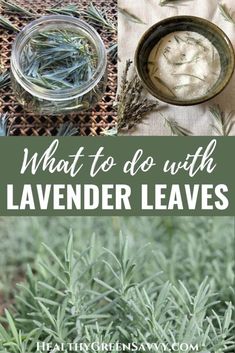 what to do with lavender leaves