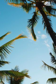 palm trees against a blue sky with clouds