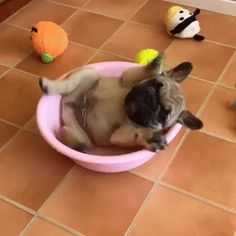 a small dog sitting in a pink bowl on the floor