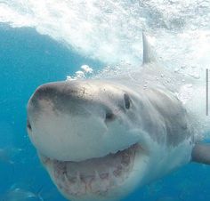 a great white shark swimming in the ocean