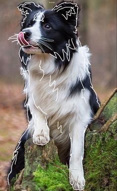 a black and white dog standing on top of a moss covered tree trunk in the woods