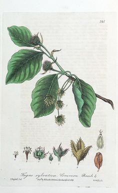 an illustration of leaves and flowers on a branch