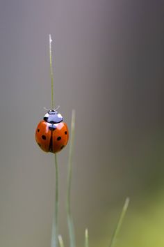 a lady bug sitting on top of a green plant