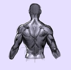 a drawing of a man's back with muscles visible