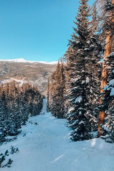 a snow covered forest filled with lots of tall pine trees next to a snowy mountain