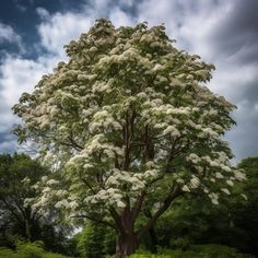 a large tree with white flowers on it