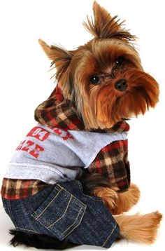 a small dog wearing a shirt and jeans