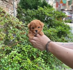 a person holding a small brown puppy in their hand with trees and bushes behind them