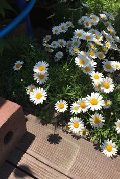 white and yellow daisies in the sun on a wooden deck next to green plants