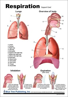 the anatomy of the human body and its organs, including the livers, lunges,