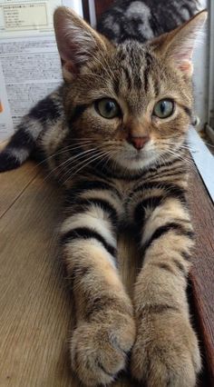 a cat sitting on top of a wooden table