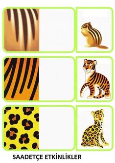 four different animal pictures are shown in green and yellow colors, including zebras, tiger, cheetah, leopard