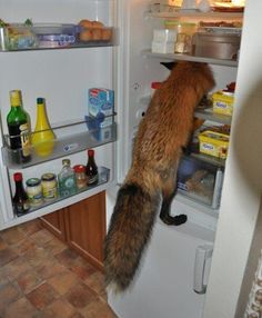 a fox is climbing into an open refrigerator