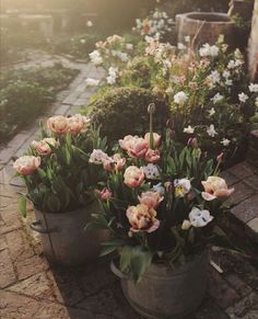 several potted flowers are sitting on the ground