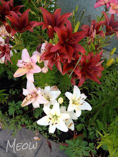 some red and white flowers are growing in the ground next to a wall with words mean meow on it