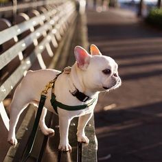 a small white dog sitting on top of a wooden bench