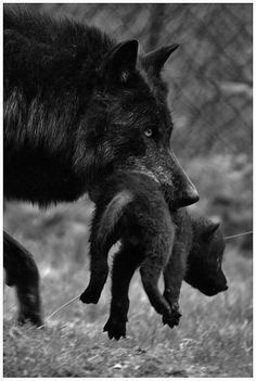 a wolf and her baby are walking in the grass near a chain link wire fence