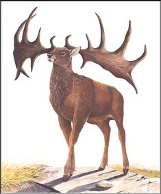 a drawing of a deer with antlers on it's back legs and neck