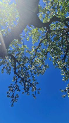 the sun shines through the branches of a tree in front of a blue sky