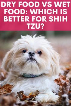 When it comes to their diet, there's a big debate: dry food or wet food? So today we're digging into the kibble vs. canned battle to find out which is better for your our Shih Tzus! Shih Tzu Training, Shitzu Dogs, Shih Tzu Grooming, Dog Advice, Dog Wellness, Healthy Dog Treats Homemade, Dog Behavior Problems, Best Dog Food, Shih Tzu Dog