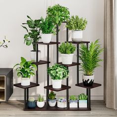 there are many potted plants on the shelves