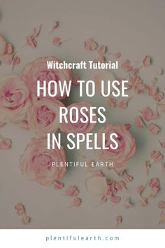 pink roses with text that reads, how to use roses in spells plentiful earth