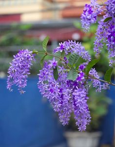 purple flowers are growing in a potted plant