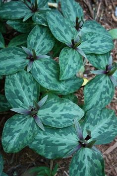 some green and white leaves on the ground