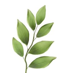 a branch with green leaves is shown against a white background