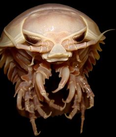 a close up of an insect on a black background