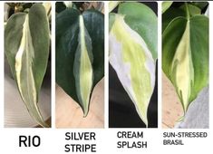 four different types of plants with white and green leaves in the same color scheme, along with text that reads rio silver stripe