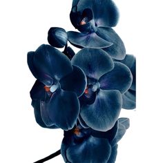 an image of blue orchids on a white background