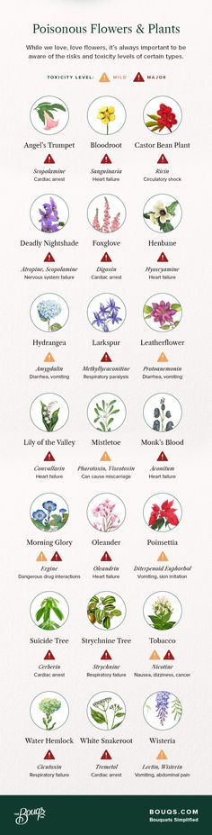 a poster with different types of flowers and plants on it's sides, including the names