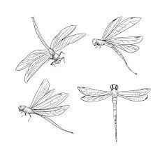 four dragonflys flying in the air with their wings spread out and facing different directions