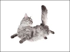 a gray cat laying on its back with it's tail in the air, looking up