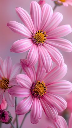 pink flowers with yellow centers are in the foreground