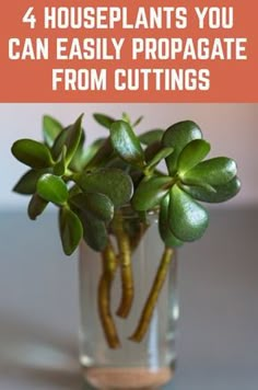 a glass vase filled with green plants and text that reads 4 houseplants you can easily propagate from cuttings