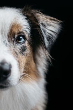 a close up of a dog's face with blue eyes and white fur on it