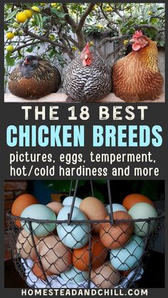 Looking for best type of chicken for your backyard flock? Come see this list of the best 18 chicken breeds, including chickens that lay colorful eggs, the most friendly chicken breeds for families and kids, chickens that are exceptionally heat-tolerant or cold-hardy, pretty and unique chicken breeds with fluffy heads and feathered feet, and more. Photos of each breed included, plus baby chick pictures! Best Backyard Chicken Breeds, Kinds Of Chickens Hens, Different Chicken Breeds, Fancy Chicken Breeds, Backyard Chicken Must Haves, Silkie Chickens Eggs, Different Kinds Of Chickens, Chicken Coops Next To Gardens, Breeds Of Chickens And Eggs