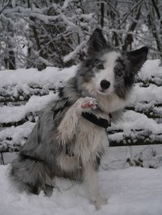 a dog is sitting in the snow with his paw up to its chest and mouth