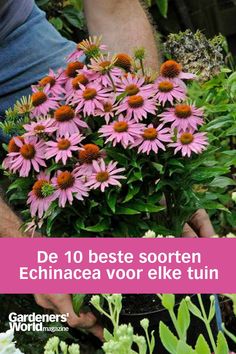 Iemand die een pot vol bloeiende paarse Echinacea in de tuin zet. Gardeners World, Herbs, Plants, Flowers