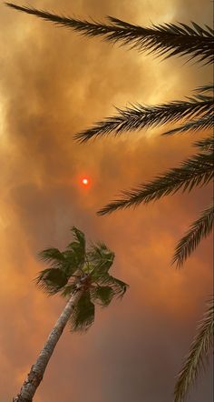 a palm tree with the sun in the distance and clouds behind it, as seen from below