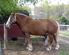 two horses standing next to each other near a fence and trees in the back ground