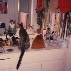 two cats sitting on top of a counter in front of a mirror with jewelry hanging from it