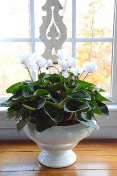 a potted plant sitting on top of a wooden table next to a window sill