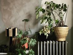 some plants are sitting on top of a radiator