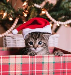 a small kitten wearing a santa hat peeking out from behind a christmas present in front of a tree