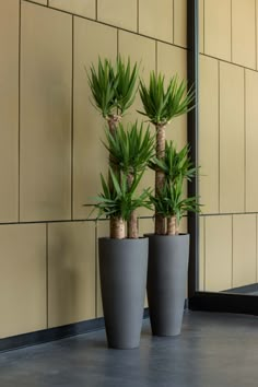 three potted plants in front of a wall