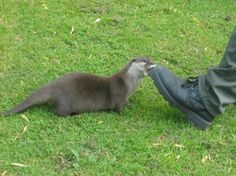 an animal that is standing next to a person's foot on the grass with it's mouth open