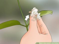 Pink Jasmine, Waterwise Garden, Plant Pests, Missouri Botanical Garden